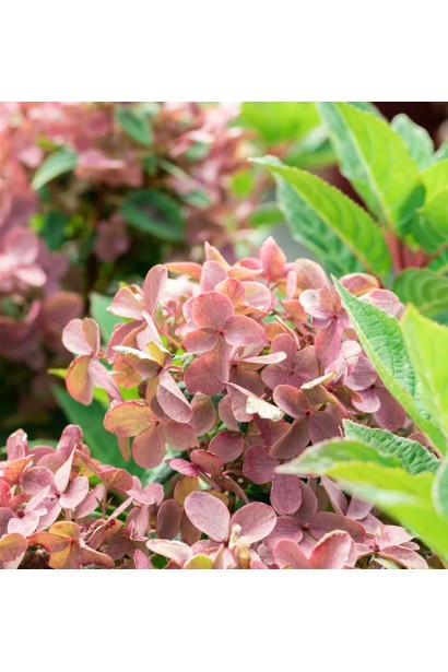 Hydrangea paniculata `Polestar`